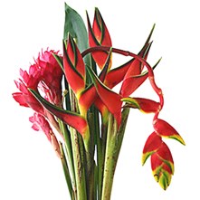 Pre-Order Tropical Flowers (Ecuador)