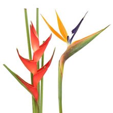 Tropical Flowers