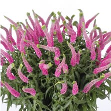 Veronica & Lysimachia