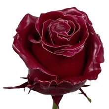 Waxed Roses & Rose Hips