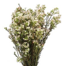 Waxflower