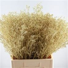 Waxflower Dyed