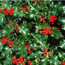 Christmas Foliage