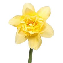 Daffodils & Narcissus