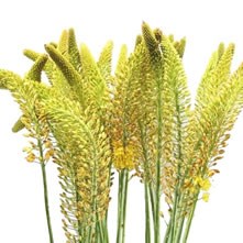 Eremurus