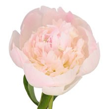 Peonies
