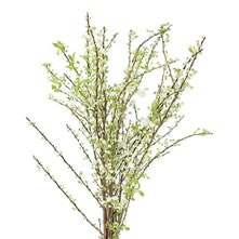 Prunus & Laurel