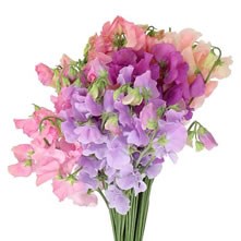 Sweet Peas