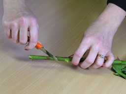 cutting stems at 45 degrees with knife