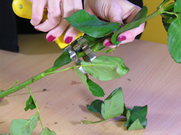 stripping foliage from the stems