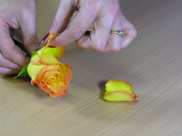 removing guard petals from roses