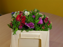 showing flowers up to their neck in water