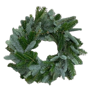 Abies Nobilis Rings (Spruce Rings)