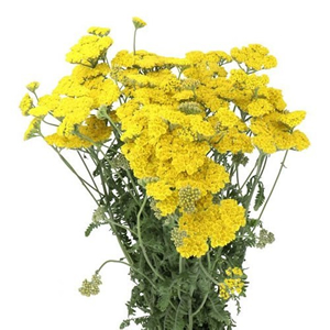 Achillea