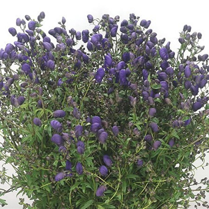 Aconitum