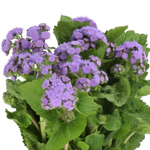 Ageratum