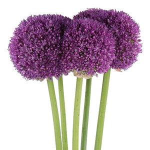 Alliums (Ornimental Onions)