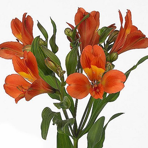 Alstroemeria
