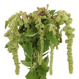 Amaranthus