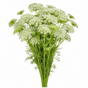 Ammi Majus 