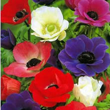 Anemones (Wind Flowers)