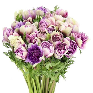 Anemones (Wind Flowers)