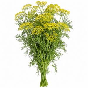 Anethum (Dill) 