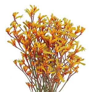 Anigozanthos (Kangeroo Paw)