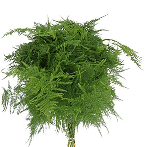 Asparagus Fern