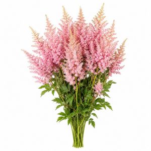 Astilbe