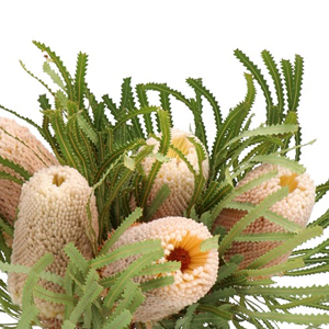 Banksia