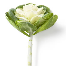 Brassica (Ornimental Cabbages)