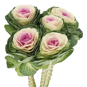 Brassica (Ornimental Cabbages)