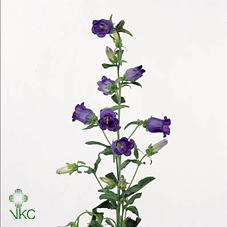 Campanula (Bell Flowers)