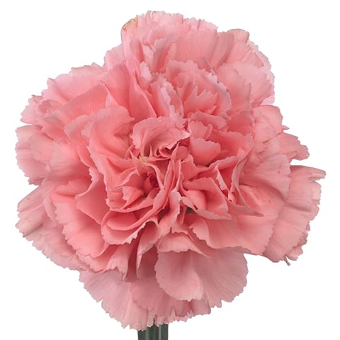 Carnations