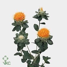 Carthamus (Safflower)