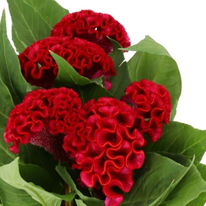 Celosia (Cockscomb)