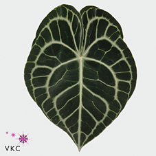 Clarinervium Leaves (Anthurium Leaves)