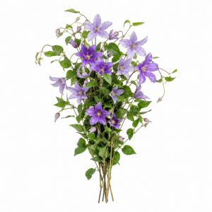 Clematis