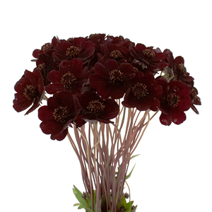 Cosmos (Chocolate Flowers)