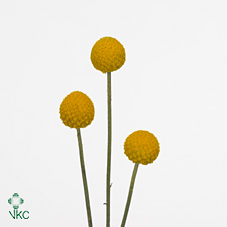 Craspedia (Billy Buttons)