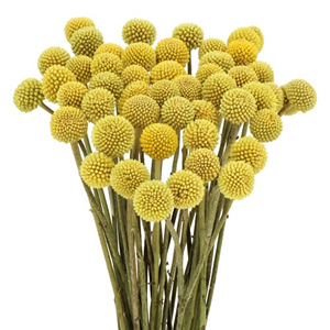 Craspedia (Billy Buttons)