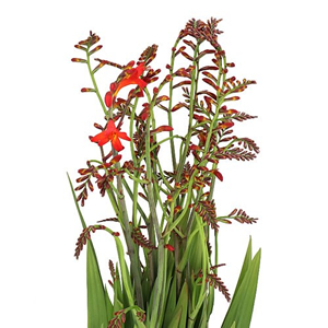 Crocosmia (Montbretia)