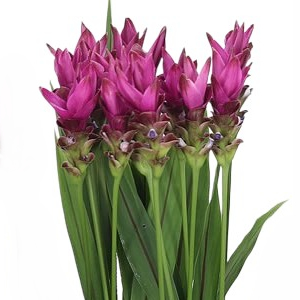 Curcuma (Siam Tulips)