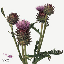 Cynara (Artichoke Flowers)