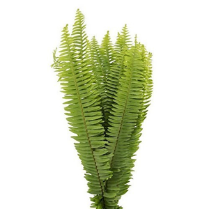 Cyrtomium (Sword Fern or Ladder Fern)