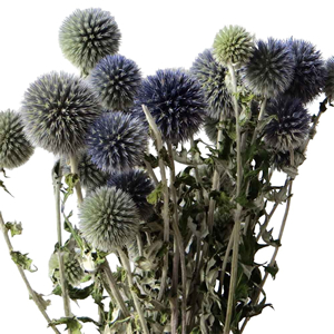 Echinops (Globe Thistle)