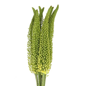 Eremurus (Foxtail Lily)