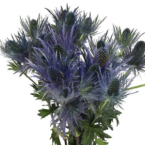 Eryngium
