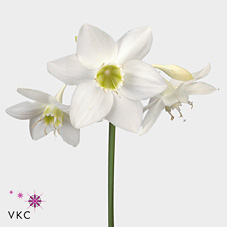 Eucharis Lily (Amazon Lilies)